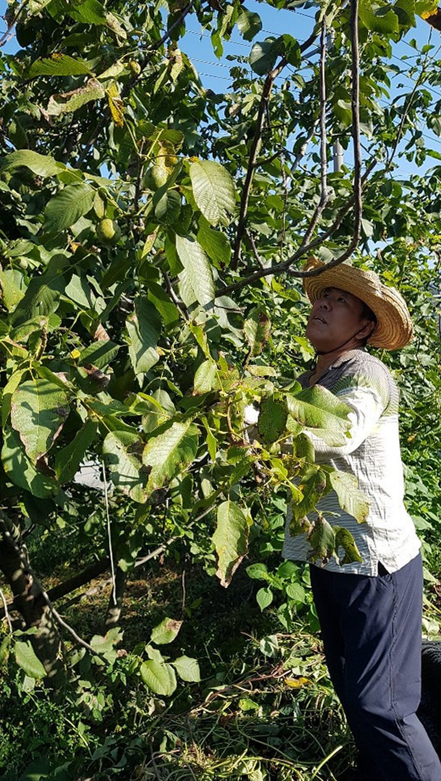 2025년 깐 국산 호두 피 임산부 햇 알 호두